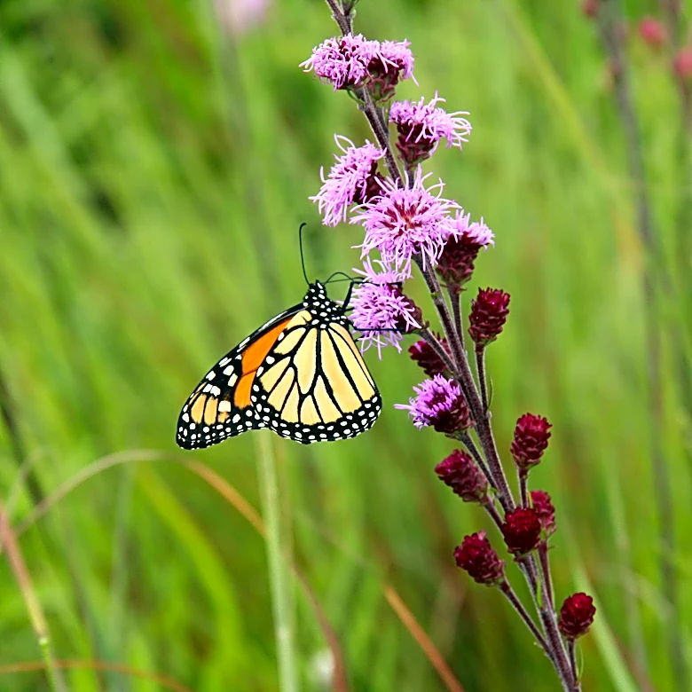 Georgia turns roadsides into butterfly havens