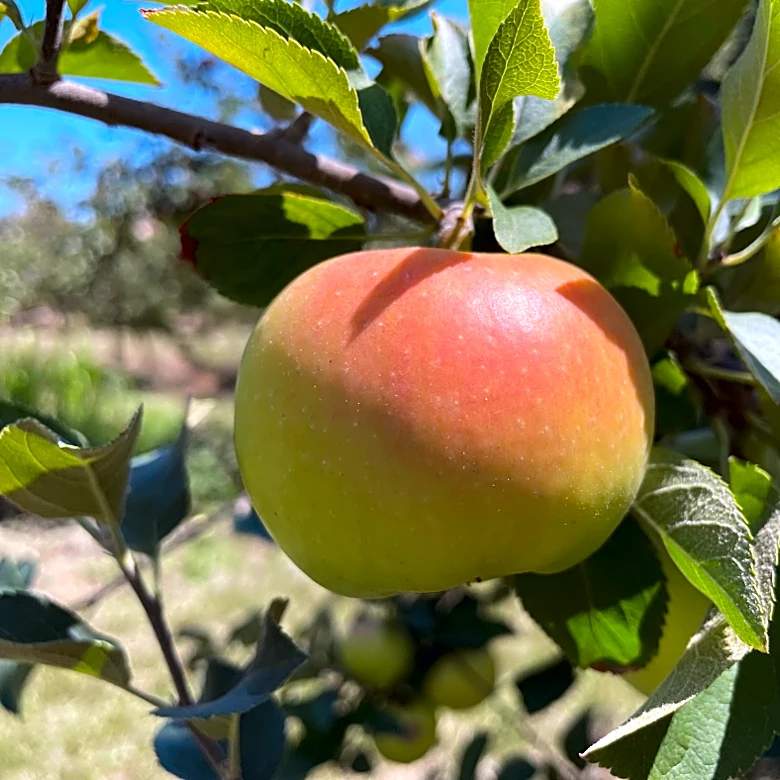 There are 6 prime spots this fall to go apple picking in Georgia. Go here