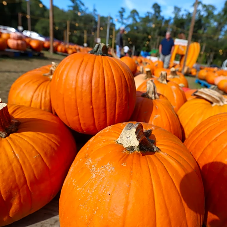 When do pumpkin patches open in Georgia? Some already have!
