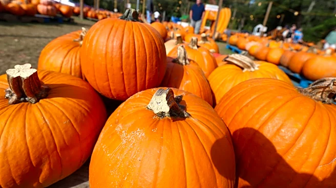 When do pumpkin patches open in Georgia? Some already have!