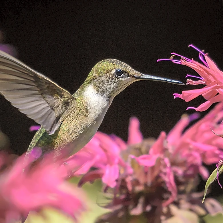 When do hummingbirds fly south? What to know about fall visitors in GA