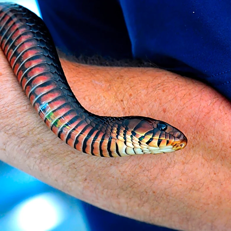Georgia is home to North America's largest snake, growing 9 feet