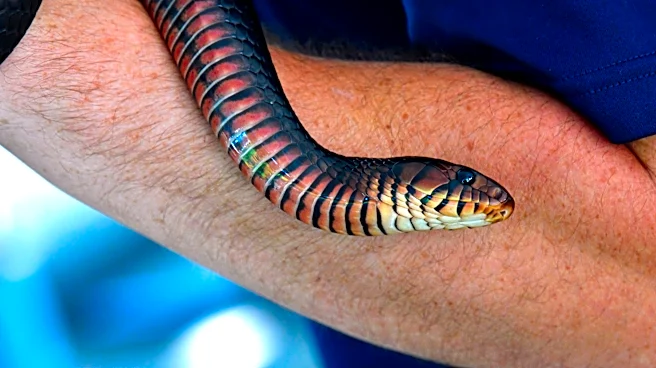 Georgia is home to North America's largest snake, growing 9 feet