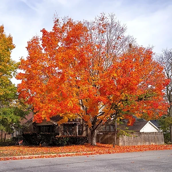 Is fall foliage coming later in 2026? Predictions for leaves in Georgia