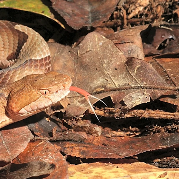 Georgia is home to copperheads and cottonmouths. How are they different?