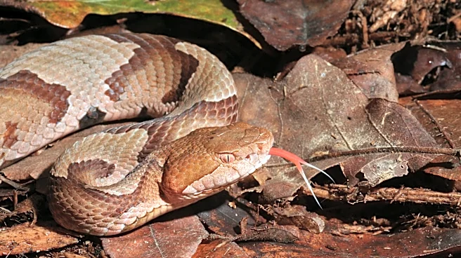 Georgia is home to copperheads and cottonmouths. How are they different?