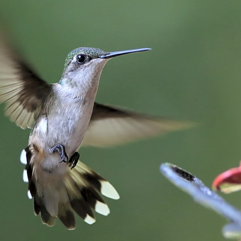 Hummingbird migration underway for fall 2026. What to expect in Georgia