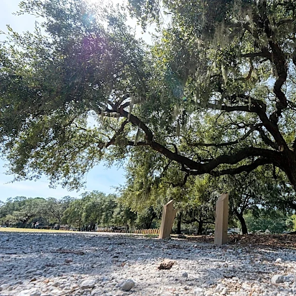 Oak trees city said were damaged by Bananas will recover official says