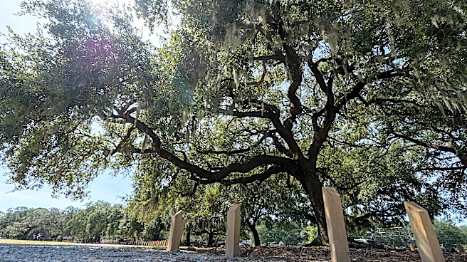 Oak trees city said were damaged by Bananas will recover official says