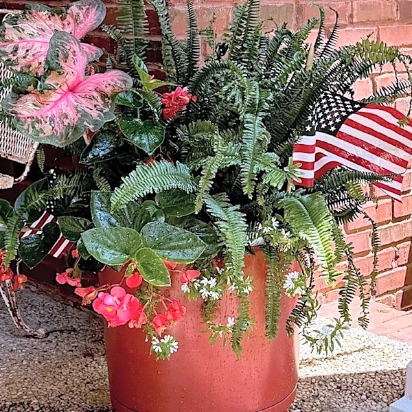 Why gardeners love the Surefire Cascade Red begonia | Exclusive