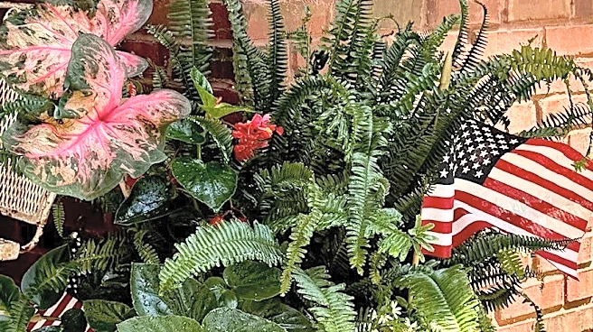 Why gardeners love the Surefire Cascade Red begonia | Exclusive
