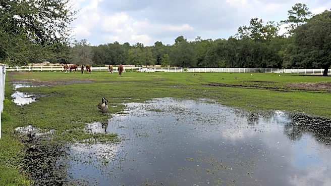 Rincon horse farm owners provide update after 2025 flooding | Exclusive