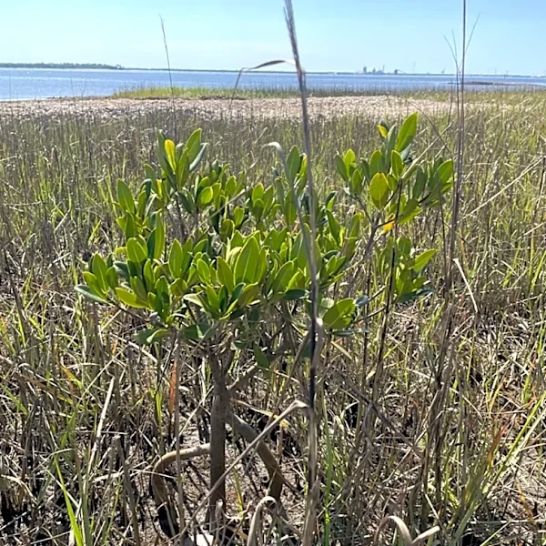 Cumberland Island land swap proposal draws concerns over development