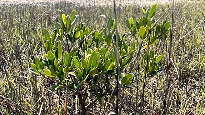 Cumberland Island land swap proposal draws concerns over development