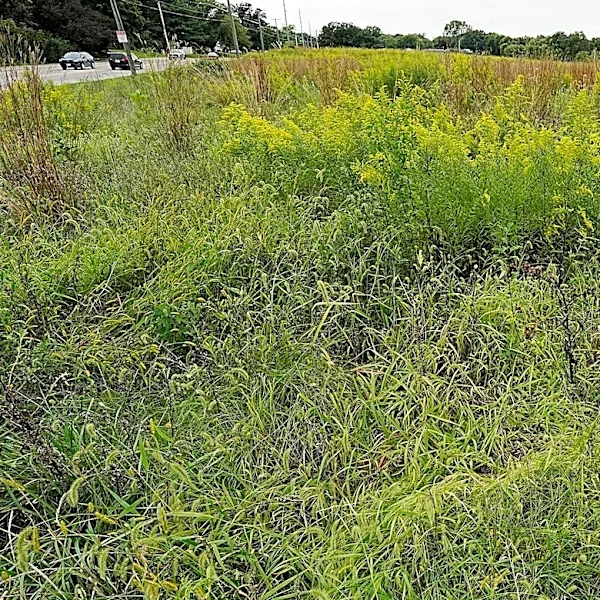 Who owns the most land in Georgia in 2026? It owns 10.4 million acres