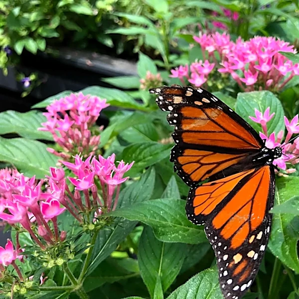 When do Monarch butterflies fly south? Fall visitors coming to Georgia