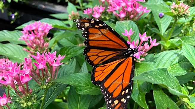 When do Monarch butterflies fly south? Fall visitors coming to Georgia