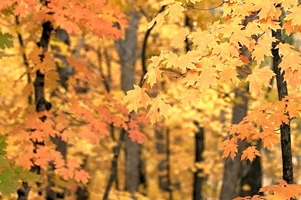 Georgia fall is here. When will mornings finally hit 50 degrees?