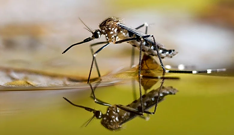 Flood control efforts may also reduce mosquito population | Exclusive