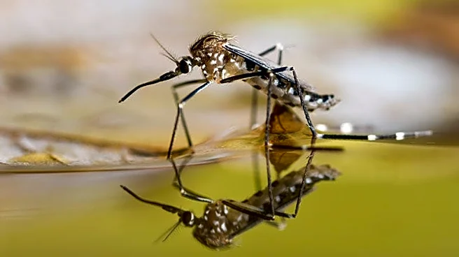 Flood control efforts may also reduce mosquito population | Exclusive