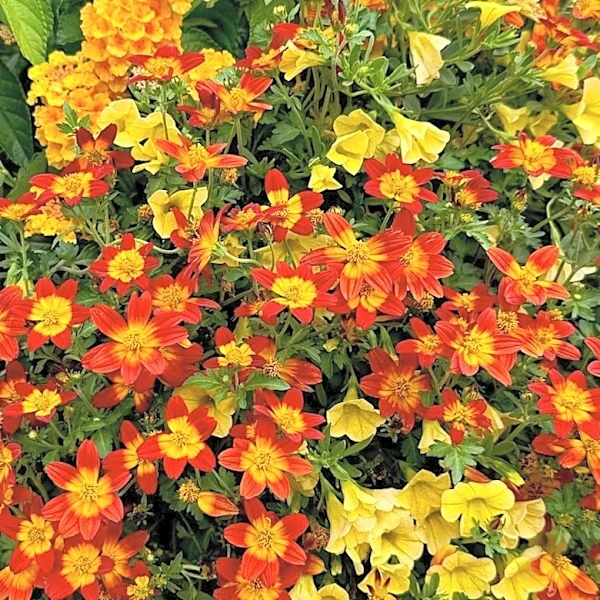 Grow award winning Campfire Red Ember in your garden