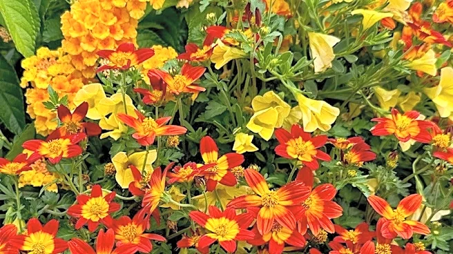 Grow award winning Campfire Red Ember in your garden