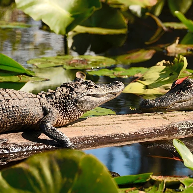 World Atlas says these 7 lakes, swamps and rivers in GA have most gators