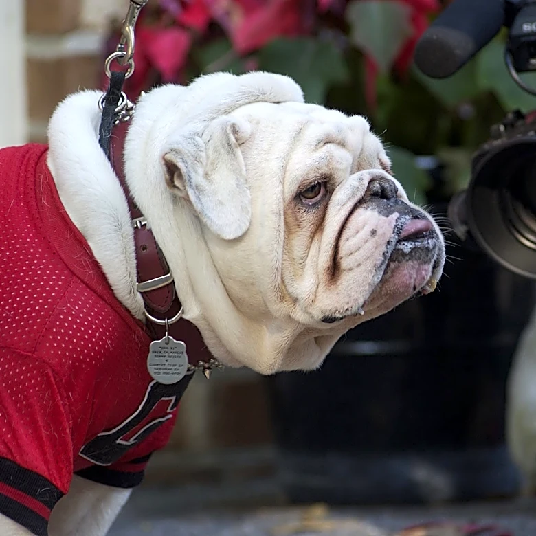 University of Georgia mascot through the years | UGA I and beyond