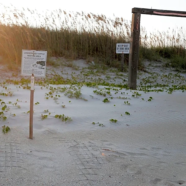 Despite erosion, Tybee sees record number of sea turtle nests