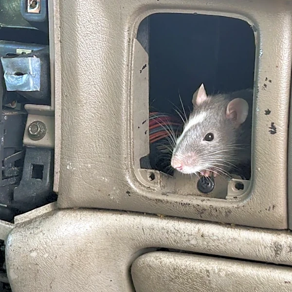 Terminix ranks this Georgia city top 10 worst for rat infestations