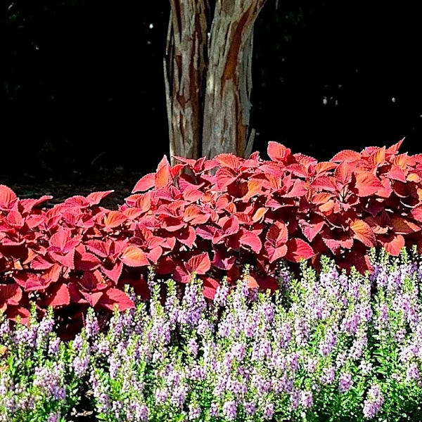 Why this rusty orange coleus is a garden favorite