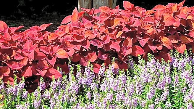 Why this rusty orange coleus is a garden favorite