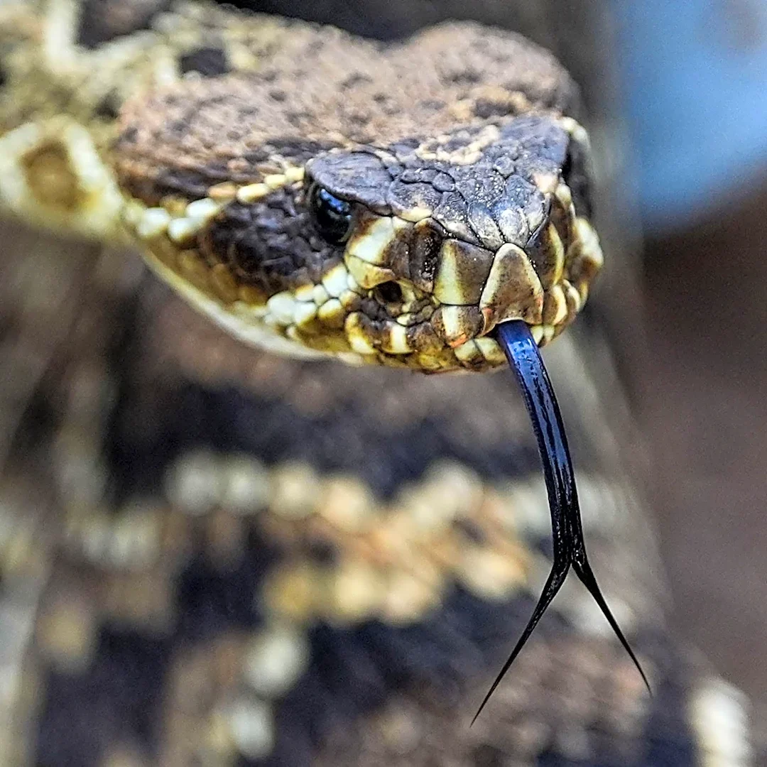 This GA river is among the most 'snake-infested' in the U.S.