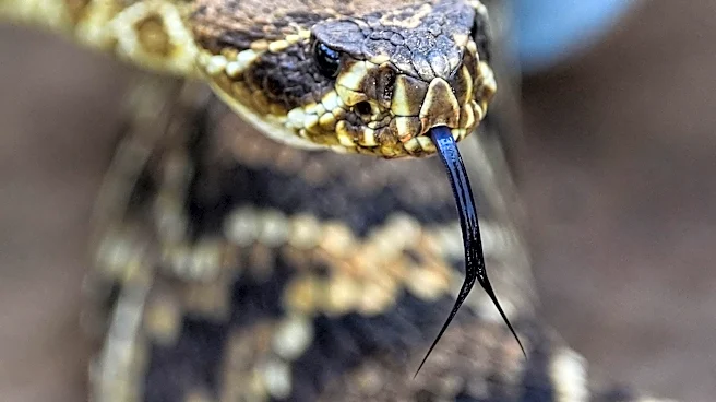 This GA river is among the most 'snake-infested' in the U.S.