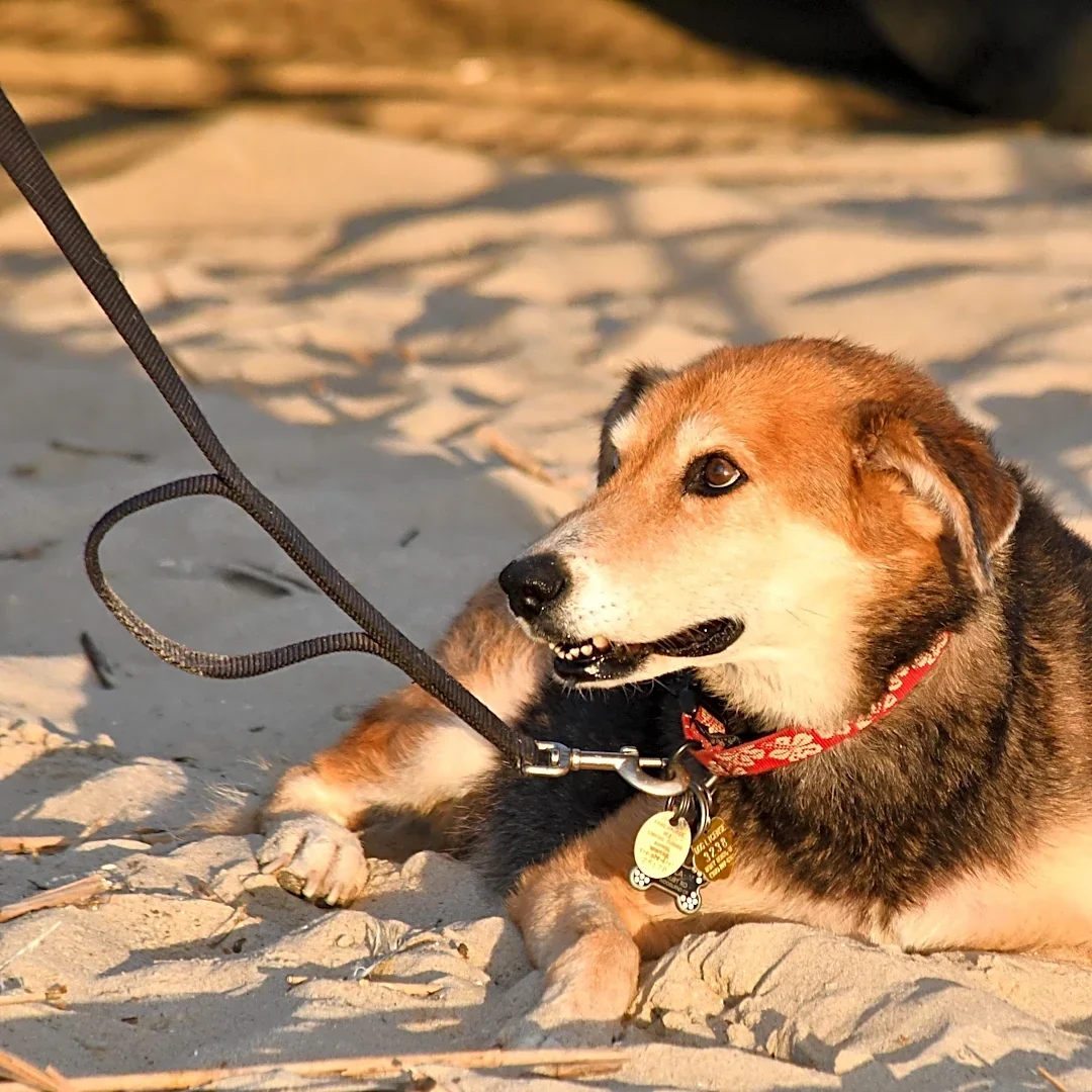 Tybee renews debate to allow dogs on the beach