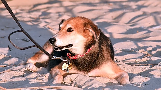 Tybee renews debate to allow dogs on the beach