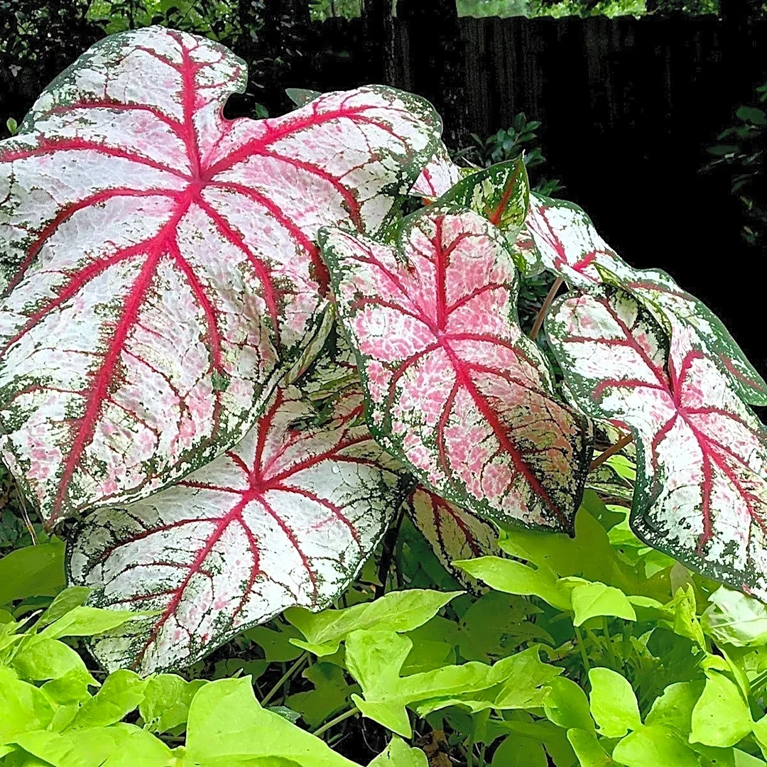 Why 'Bottle Rocket' is the 2027 caladium of the year