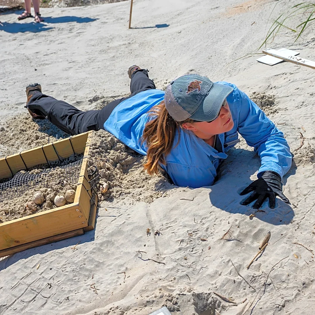 Rare green sea turtle nest found on Jekyll Island