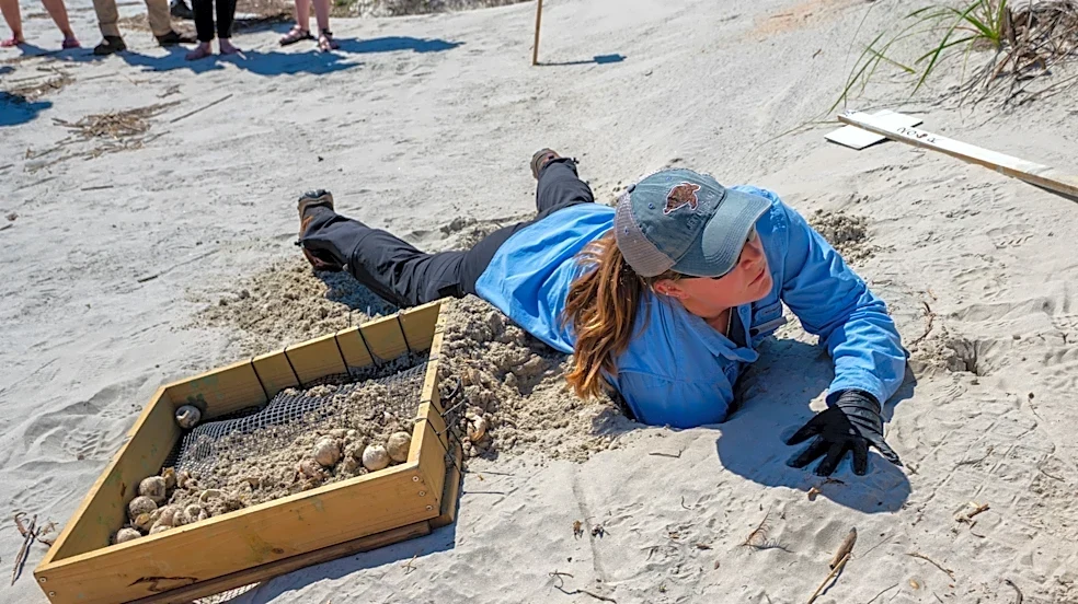 Rare green sea turtle nest found on Jekyll Island