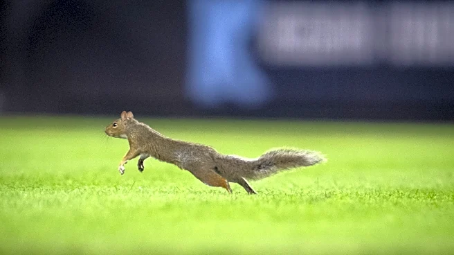 Yankees 0, Red Sox 1: A squirrel ran the bases more than the Yankees did