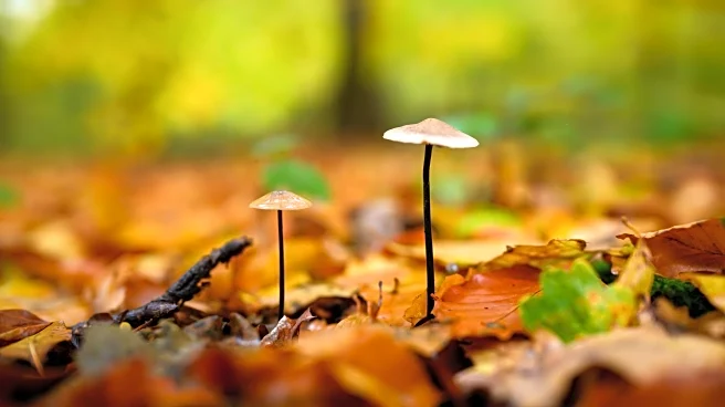 The Hoddle of Coffee: Tottenham Hotspur news and links for Thursday, November 6