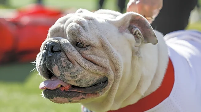 Tuesday ‘Dawg Bites Can Hear Them Knocking