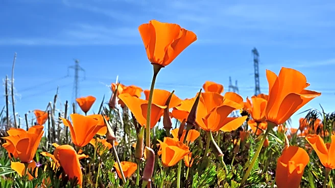 Oregon moves up to #8 in second College Football Playoff rankings of 2025