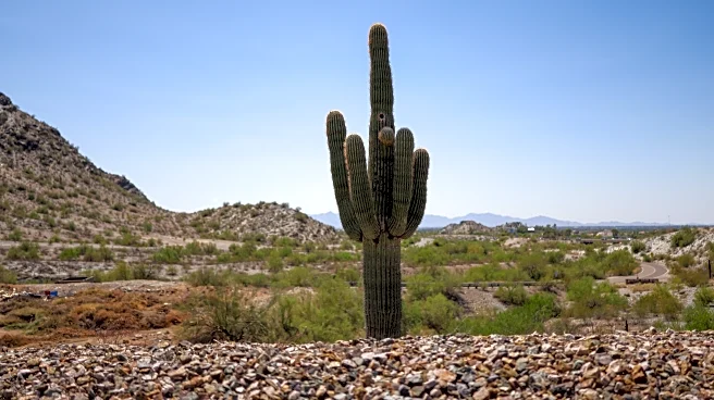 The Daily Bee: International Break Blues