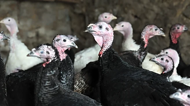 Chicago Cubs news and notes — Ballesteros, Cease, Maton