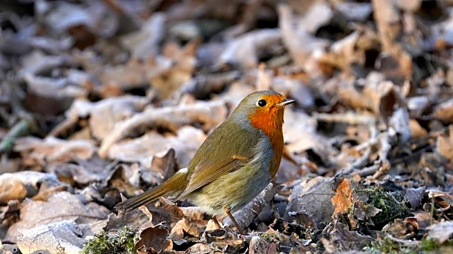 The Daily Mauling: 1/6/26