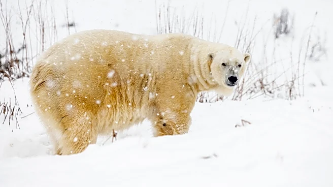 Orioles news: Guessing about Pete Alonso’s “New Oriole Way”