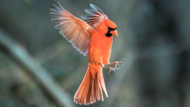 The Daily Mauling: 1/30/26