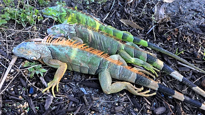 Viola Station 95: Another window slams shut