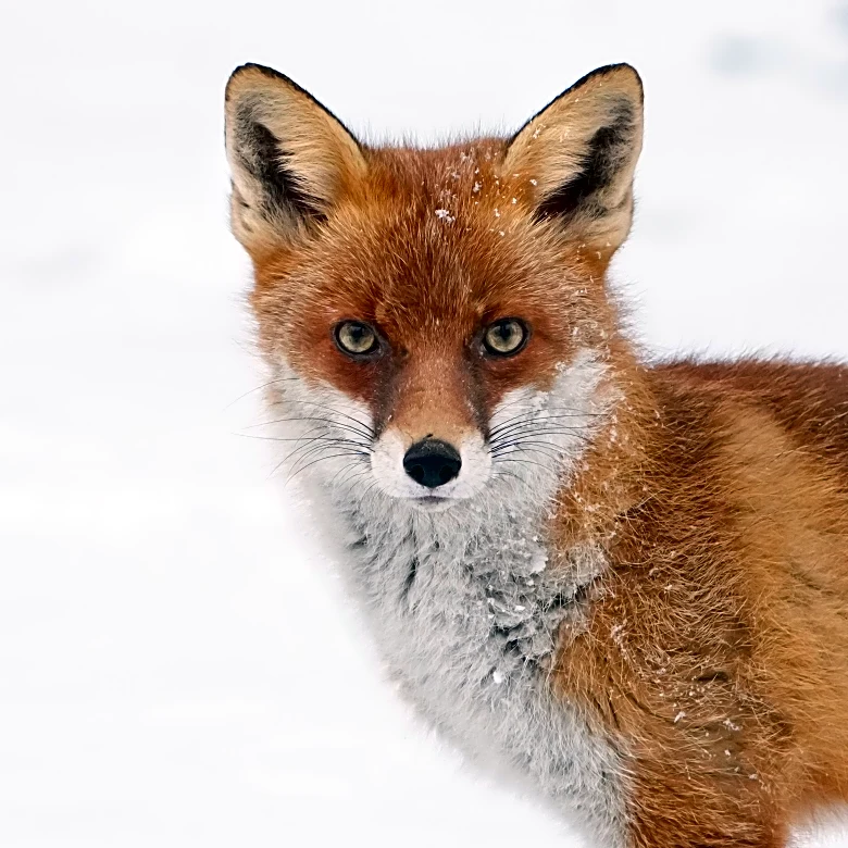 Thursday Cannon Fodder: local wildlife